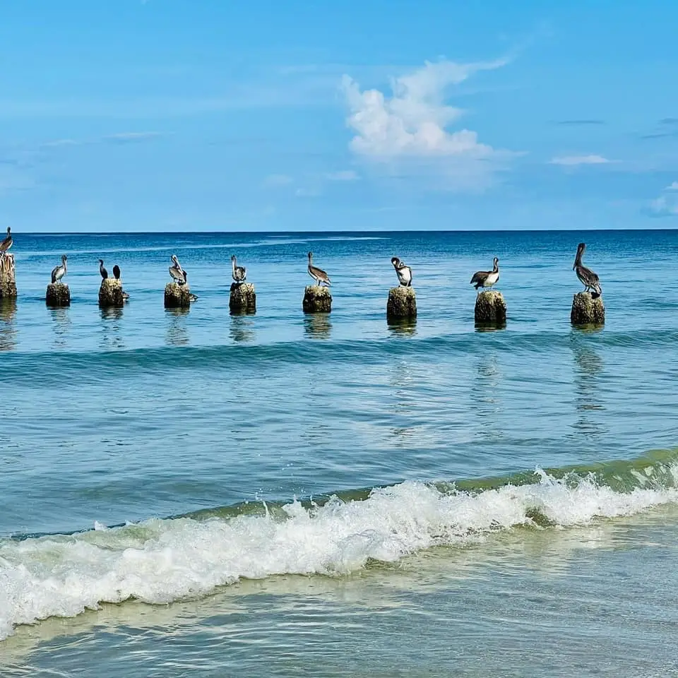 birds on water