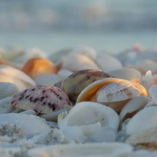 Open Sea Shelling Naples