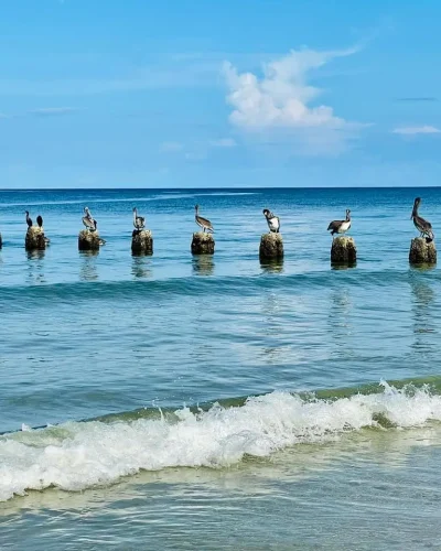 birds on water