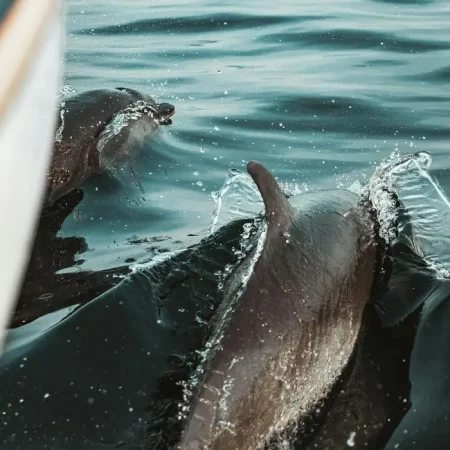 dolphin tour Charter Open Sea copy copy dolphin tour Charter Open Sea copy copy
