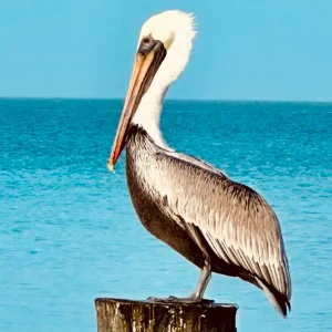 pelican naples
