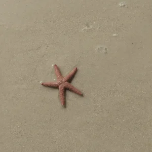 starfish find