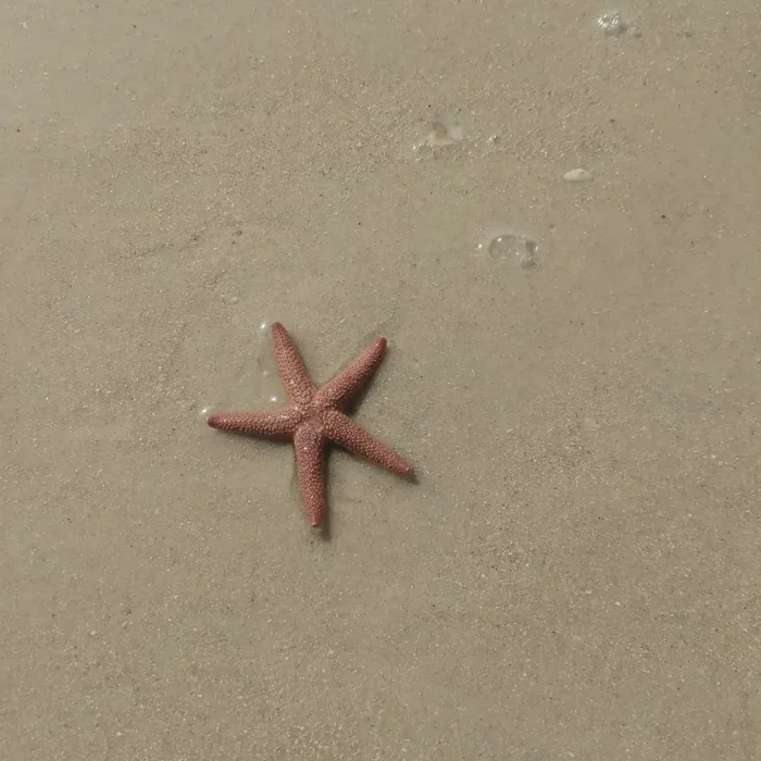 starfish find